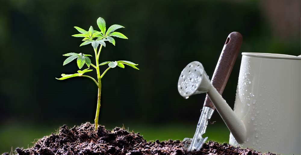 1. Taufgeschenke-Idee: "Im Leben Wurzeln schlagen" schenken Sie mit einem baum - auch aus der Dose.