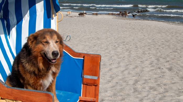 Am Strand der ostsee fühlt sich der Hund pudelwohl. (Foto: shutterstock - Sabine Schoenfeld)